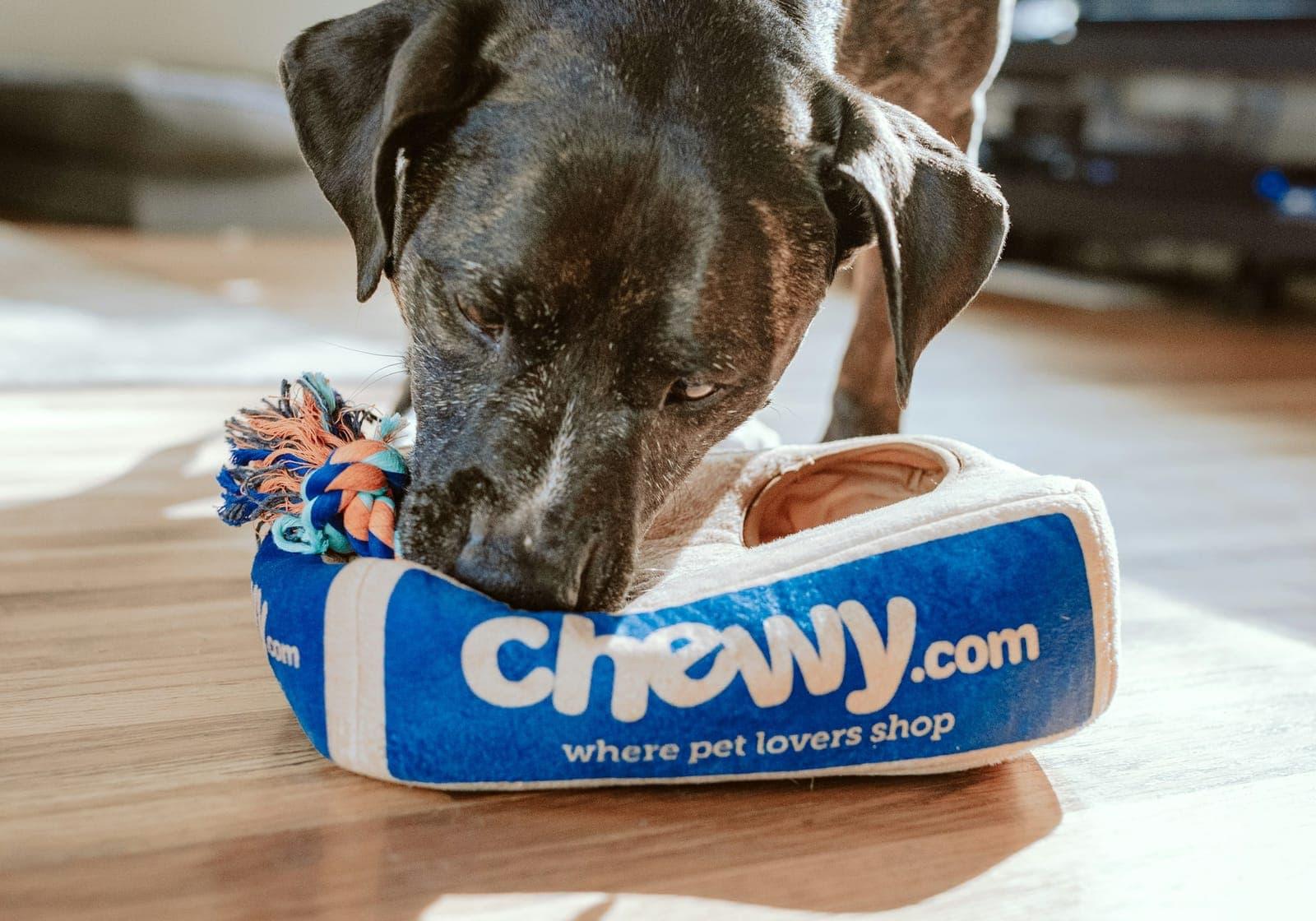 Pet Travel — imagem do tema