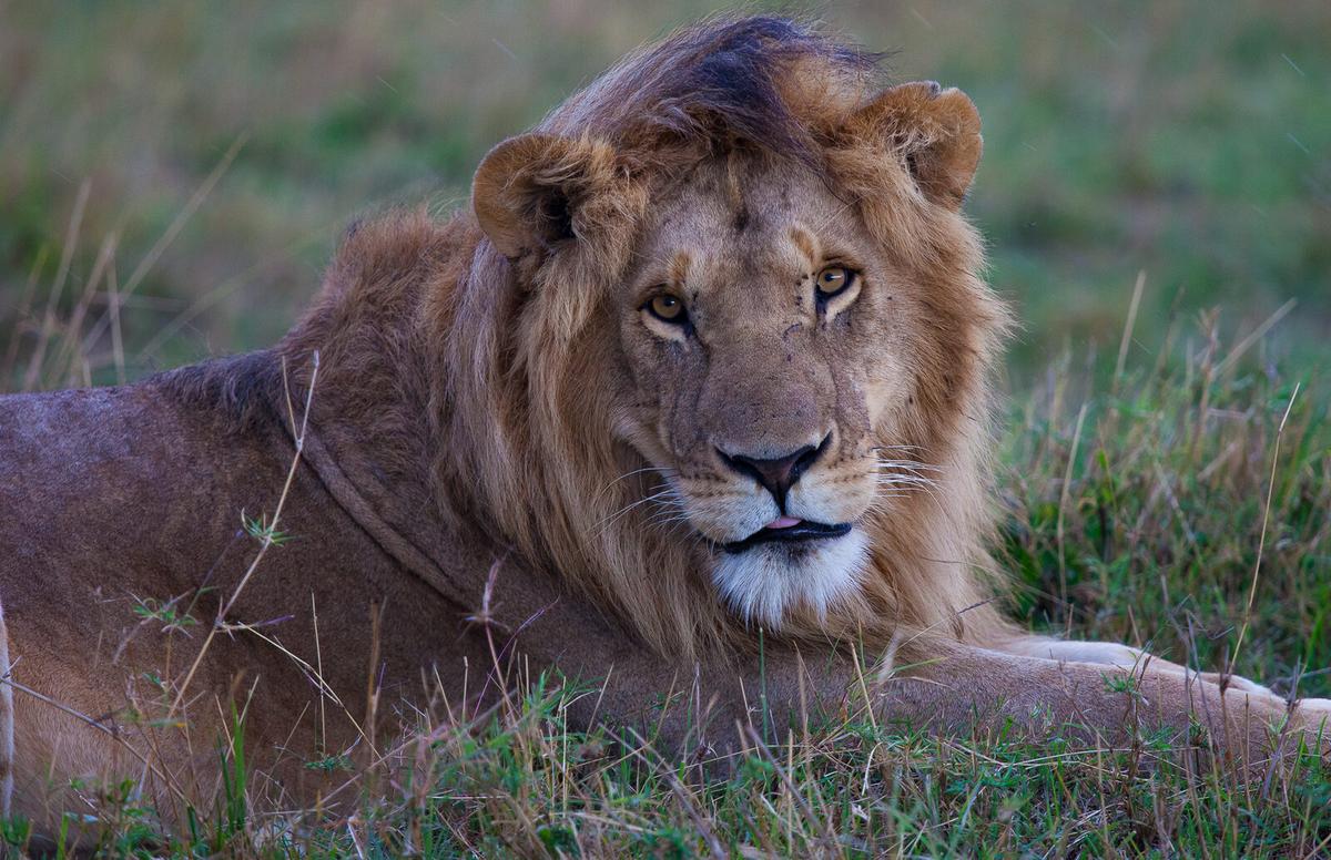Kenya Masai Mara Sustainable Safari 2026 — imagem do artigo