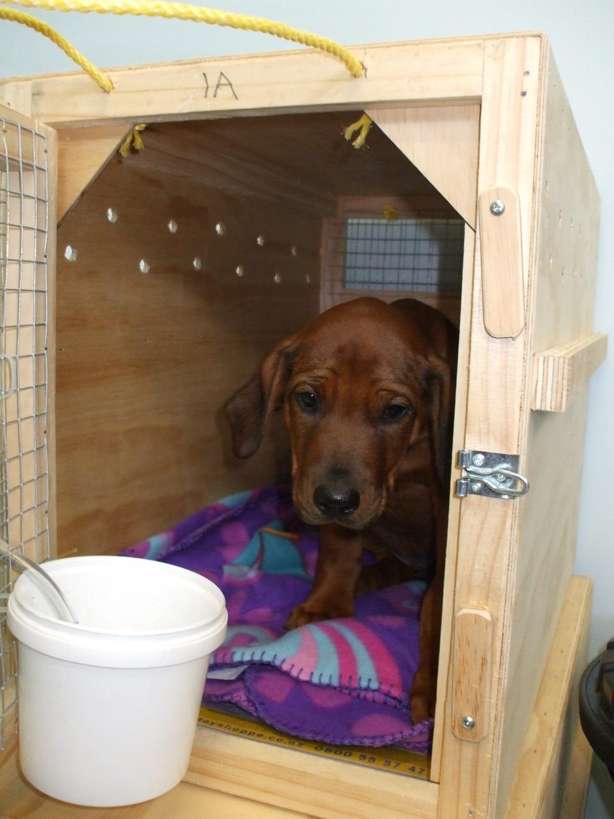 Pet Friendly International Flights 2026 Cabin Policies — imagem do artigo
