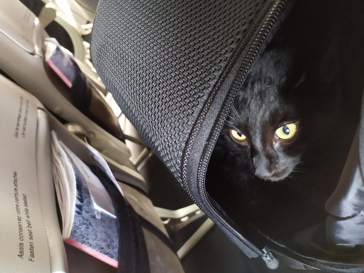 Pet International Travel Dog Cat 2026 Guide — imagem do artigo
