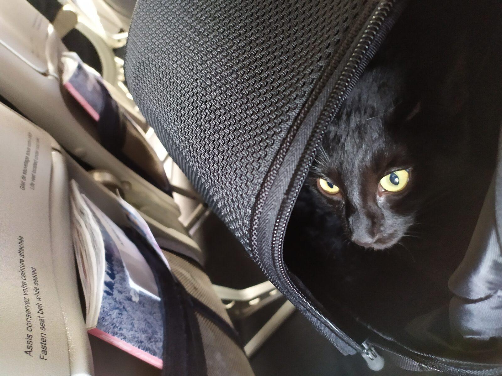 2026年にペットと世界を旅する:書類、フライト、犬猫を受け入れる国の正直なガイド — 記事画像
