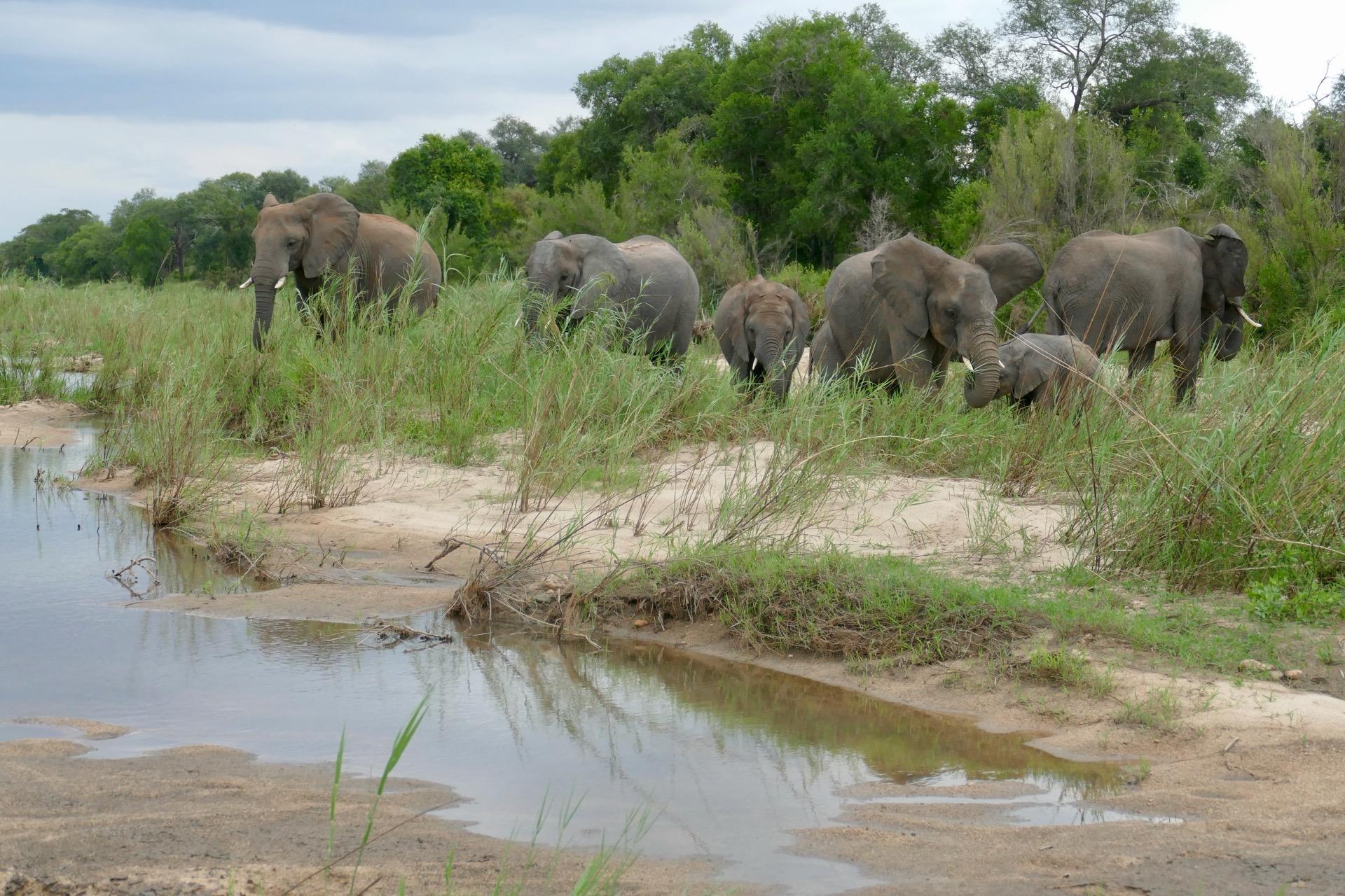 アフリカのサファリ2026:おすすめの国立公園とベストシーズン(セレンゲティ、マラ、クルーガー、オカバンゴ、エトーシャ、ブウィンディ) — 記事画像